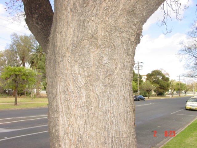 T11946 Jacaranda mimosifolia