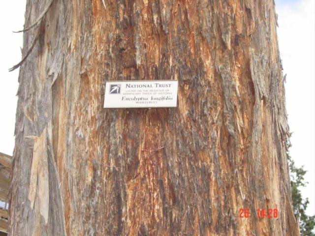 T11456 Eucalyptus longifolia