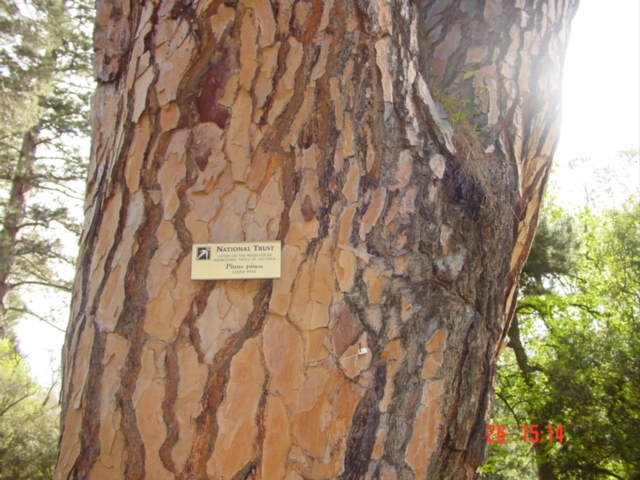 T11458 Pinus pinea