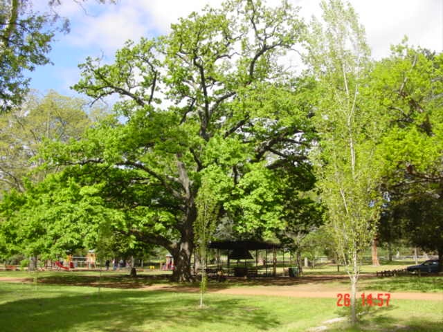 T11459 Quercus robur
