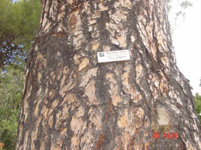 T11460 Pinus sabiniana