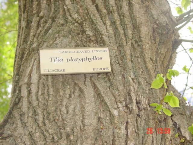 T11461 Tilia platyphyllos