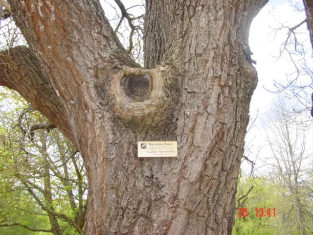 T11462 Catalpa bignoniodes