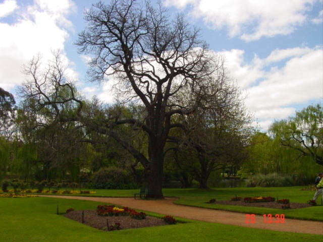 T11462 Catalpa bignoniodes