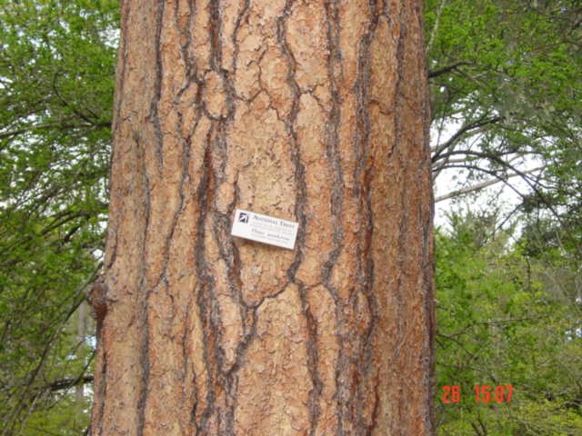 T11466 Pinus ponderosa