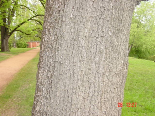 T11468 Quercus macrocarpa var. oliviformis