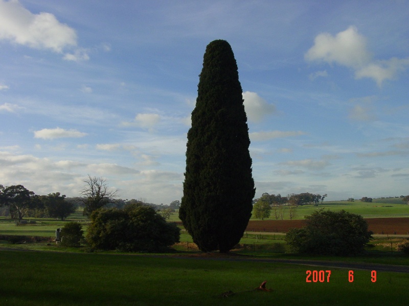 T12016 Cupressus sempervirens