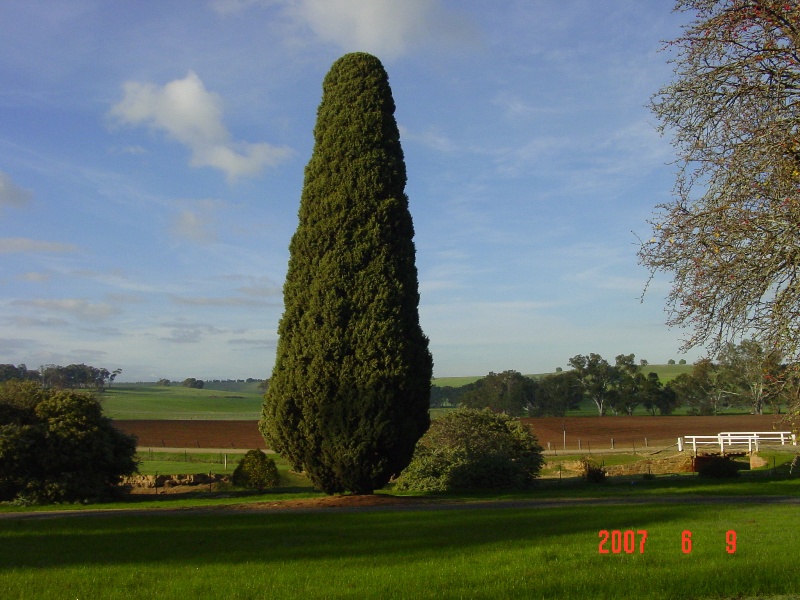 T12016 Cupressus sempervirens