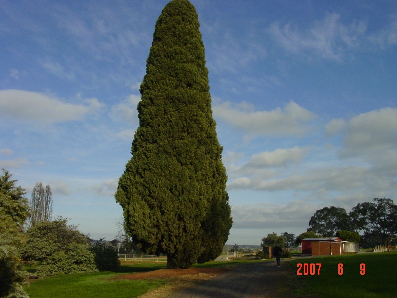 T12016 Cupressus sempervirens