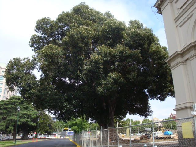 T11899 Ficus macrophylla