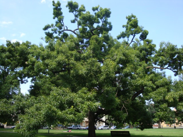 T11891 Quercus acutissima
