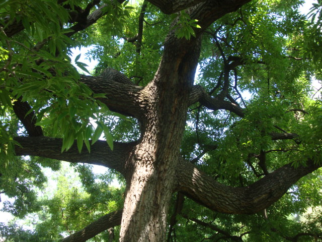 T11891 Quercus acutissima
