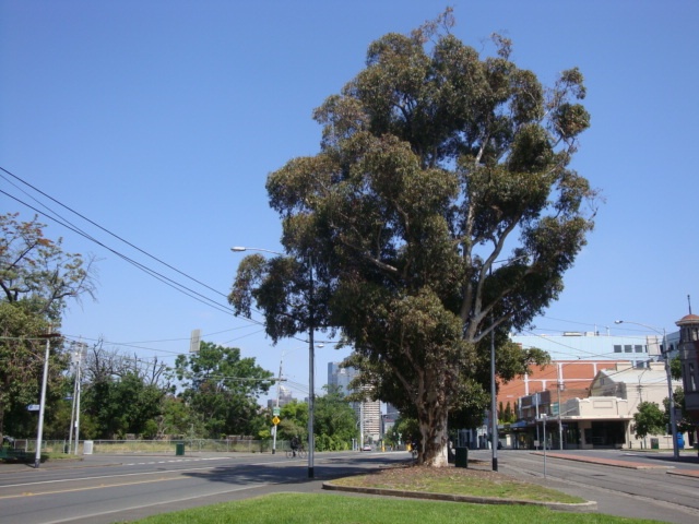 Eucalyptus cladocalyx