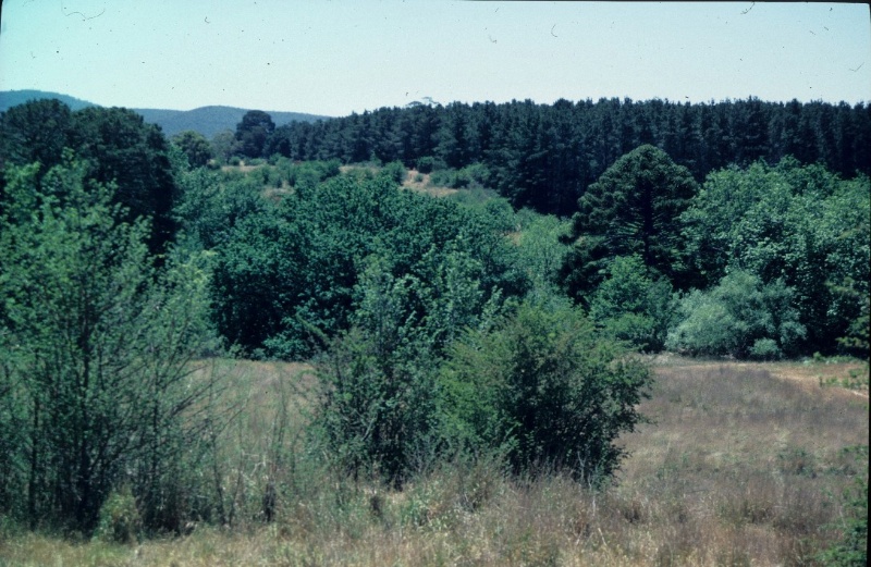 12476_Former_Smiths_Nursery_Riddells_Creek_HV__200205.jpg