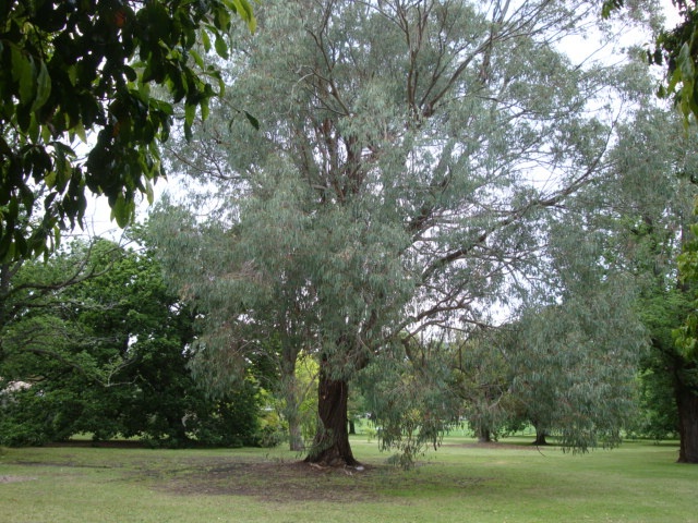 T11857 Eucalyptus chapmaniana