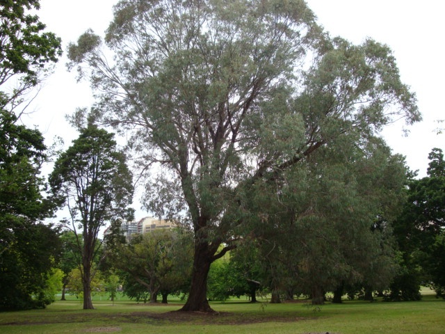 T11857 Eucalyptus chapmaniana