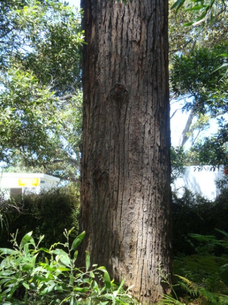 T12099 Eucalyptus Botryoides