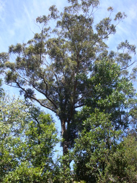 T12099 Eucalyptus Botryoides
