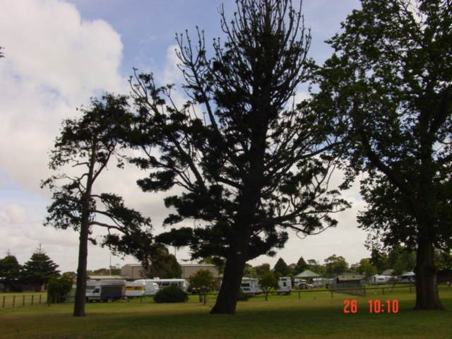 T11221 Araucaria cunninghamii