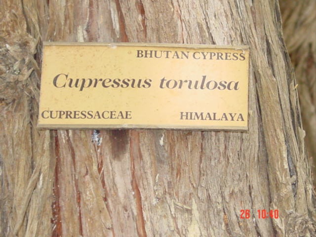 T11222 Cupressus torulosa