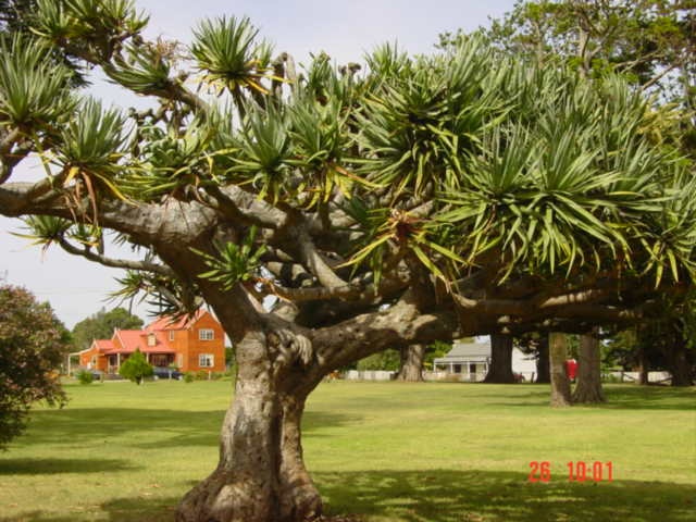 T11224 Dracaena draco