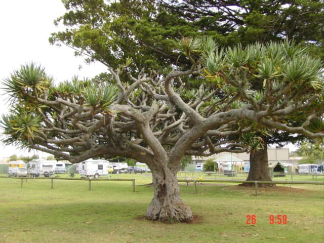 T11224 Dracaena draco