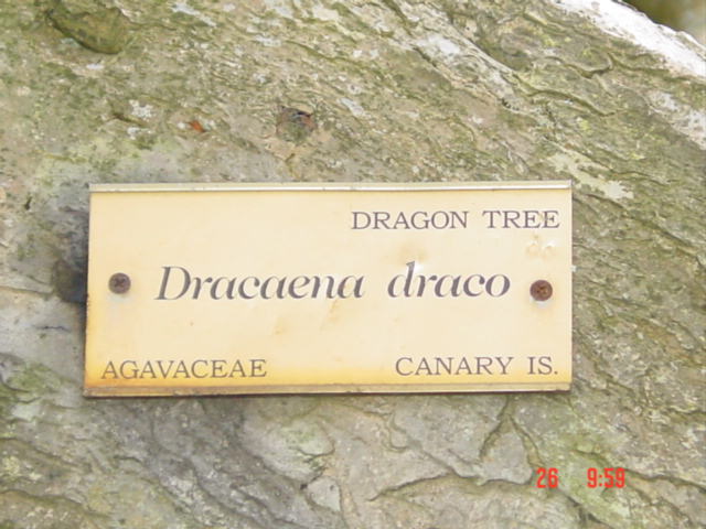 T11224 Dracaena draco