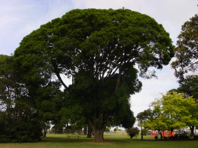 T11225 Ficus platypoda