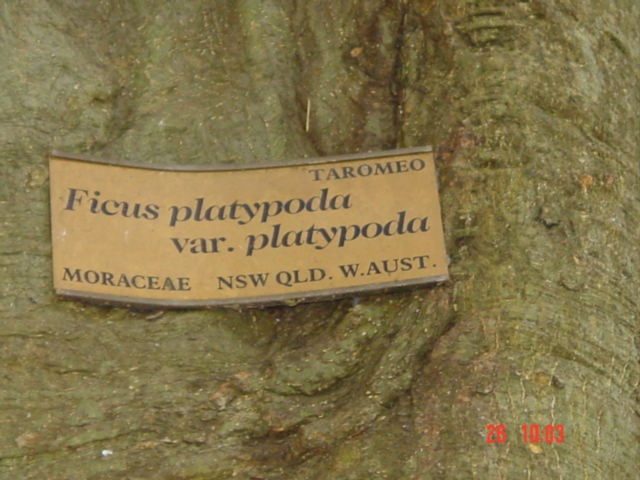 T11225 Ficus platypoda plaque