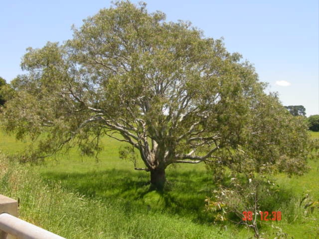 T11959 Eucalyptus camaldulensis