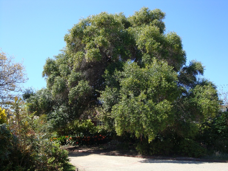 T11159 Olea europaea subsp. africana