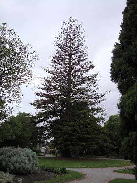 T11141 Araucaria heterophylla