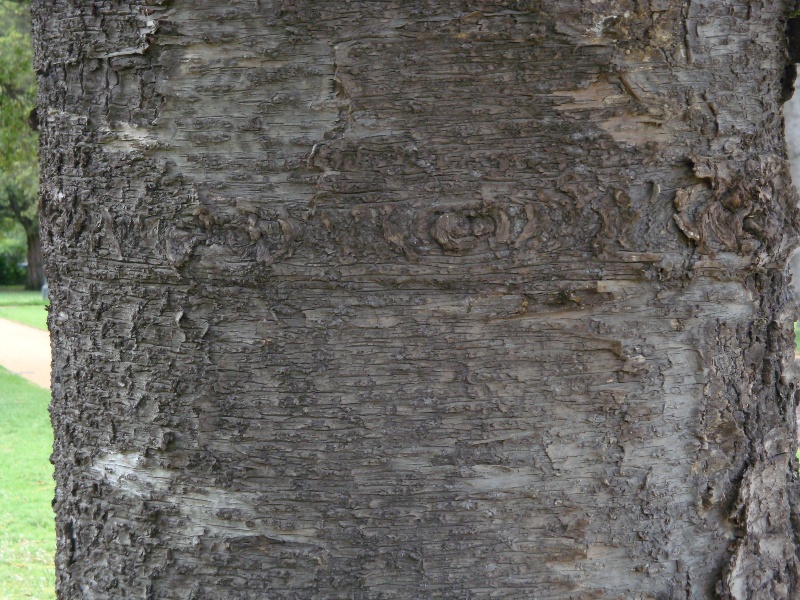 T11142 Araucaria columnaris Albert Park