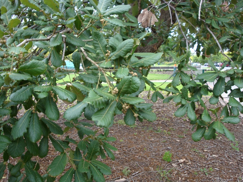 T11143 Quercus rugosa