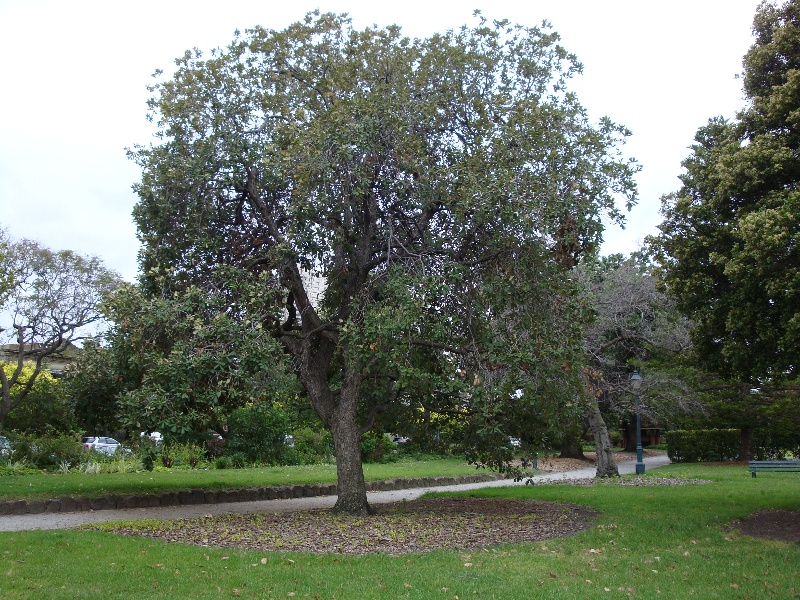 T11143 Quercus rugosa