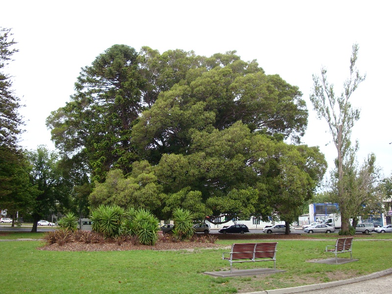 T11150 Ficus platypoda St Kilda