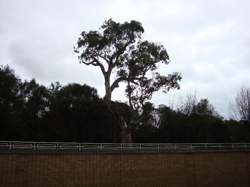 T11152 Eucalyptus camaldulensis