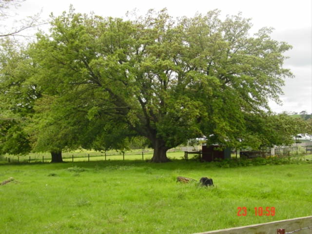 T11767 Quercus castaneifolia