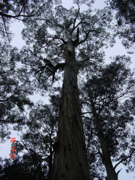 T11948 Eucalyptus cypellocarpa