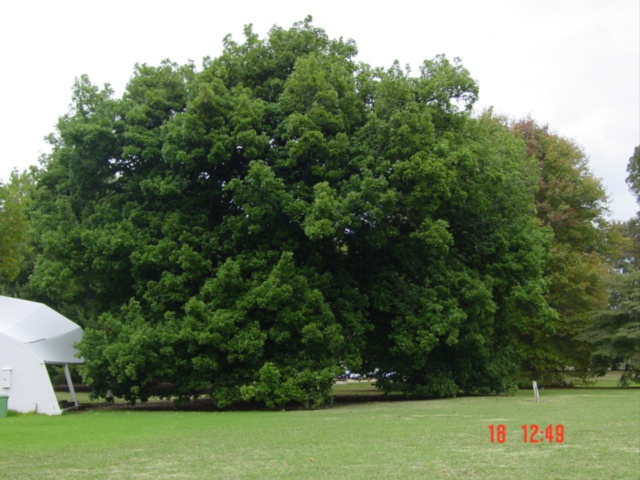 T11953 Quercus canariensis