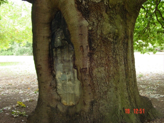 T11953 Quercus canariensis