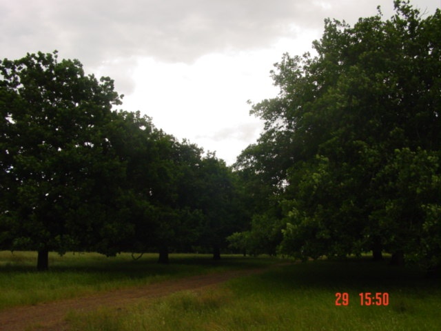 T11550 Quercus robur