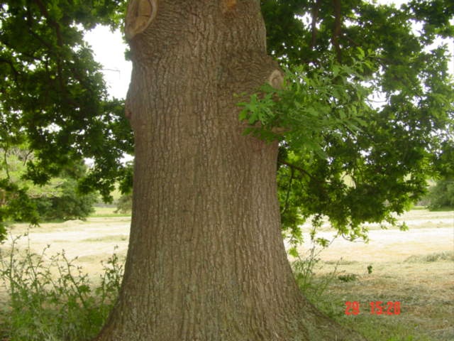T11551 Quercus robur