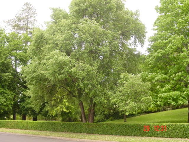 T11692 Quercus leucotrichophora