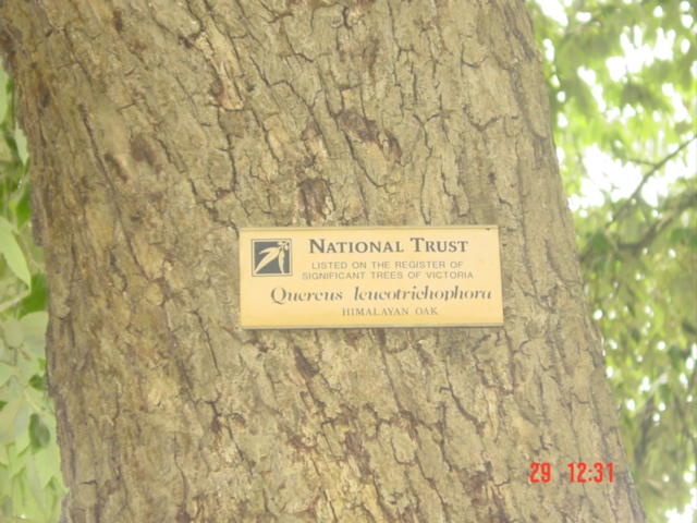 T11692 Quercus leucotrichophora
