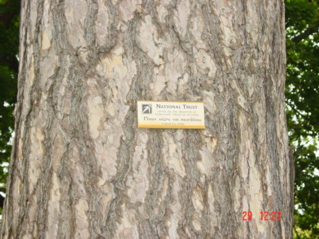 T11694 Pinus nigra var. corsicana