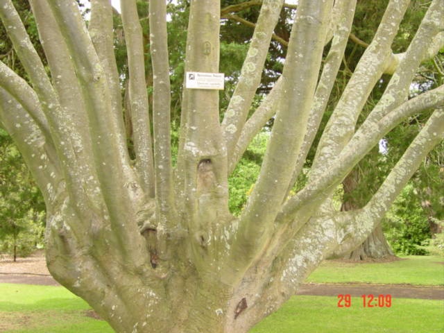 T11695 Quercus agrifolia