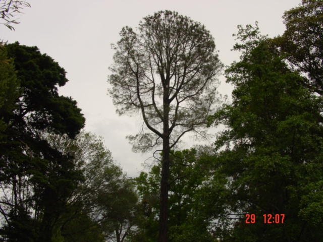 T11696 Pinus sabiniana