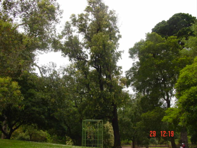 T11697 Acacia falciformis Hamilton