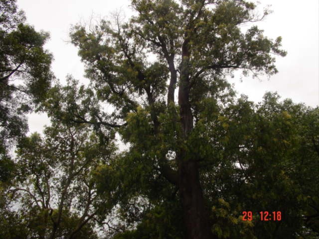 T11697 Acacia falciformis Hamilton